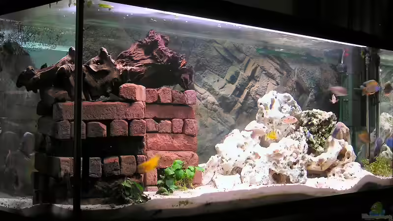 Aquarium Becken 1409 von mbuna-guwo (2)
