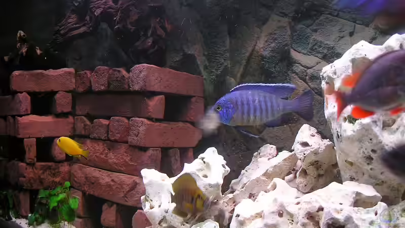 Aquarium Becken 1409 von mbuna-guwo (3)