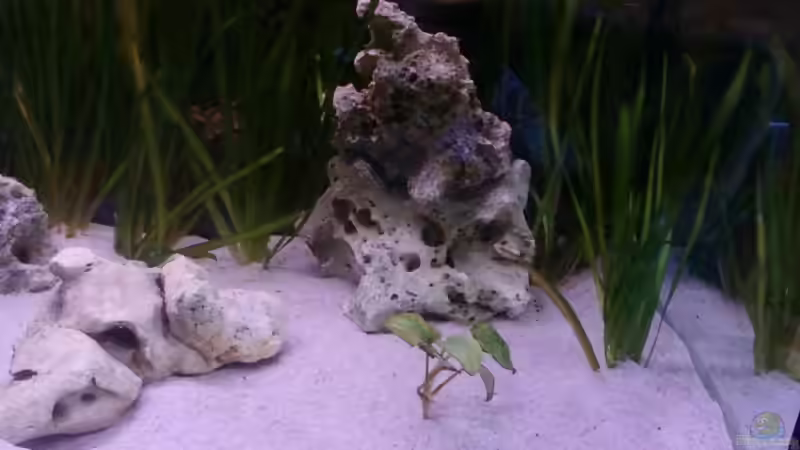 Aquarium Becken 14104 von CICHLID (12)