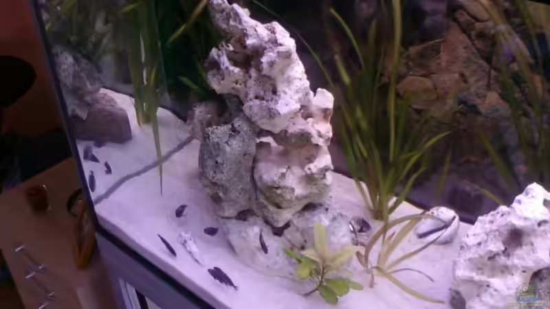 Aquarium Becken 14104 von CICHLID (13)