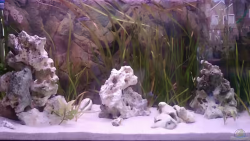 Aquarium Becken 14104 von CICHLID (14)