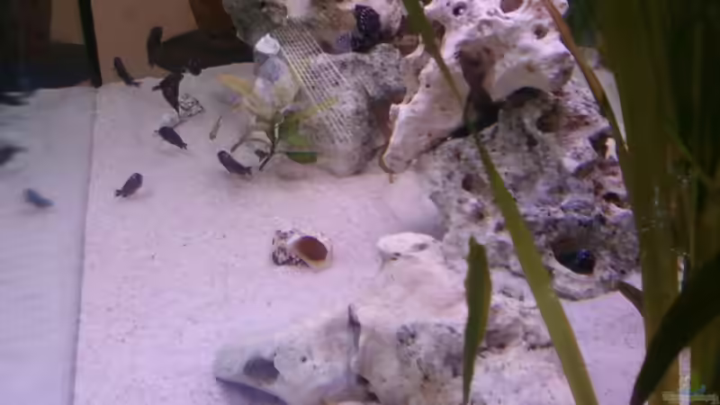 Aquarium Becken 14104 von CICHLID (15)