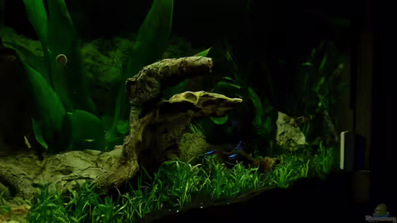 Aquarium Becken 14108 von Vernon Schuller (3)