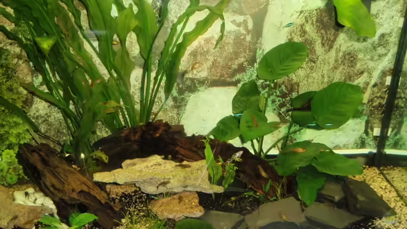 Aquarium Becken 14130 von Monja (3)