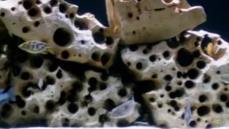 Aquarium Becken 142 von Melanie Stauff (2)