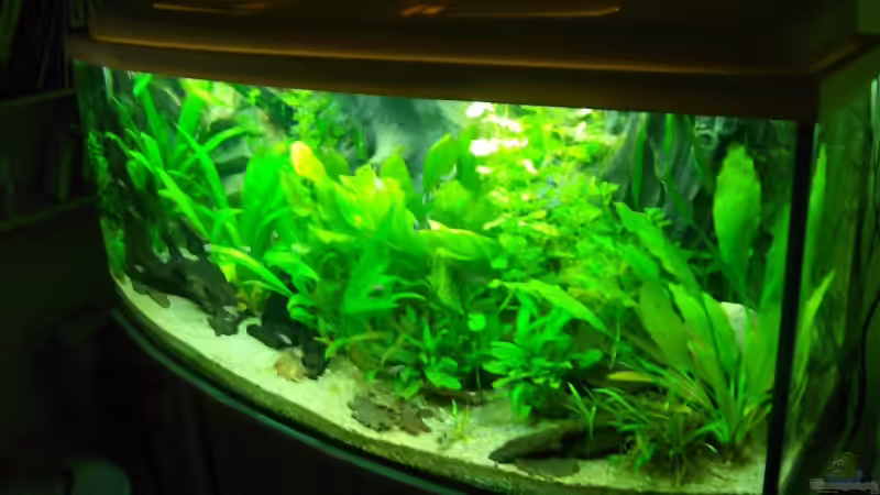 Aquarium Becken 14217 von Cristian R. Mendez (2)