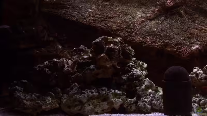 Aquarium Becken 1425 von Michael Beig (2)