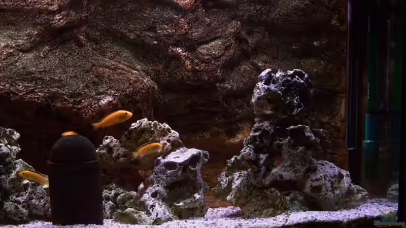 Aquarium Becken 1425 von Michael Beig (3)