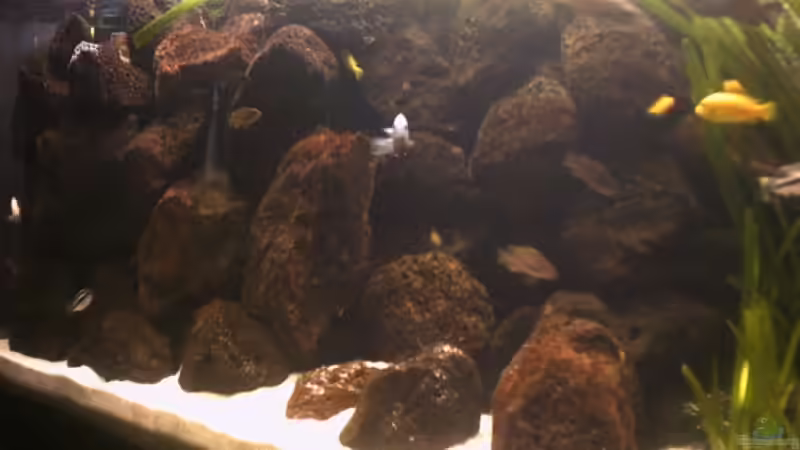 Aquarium Becken 1428 von Sven Bodmann (2)