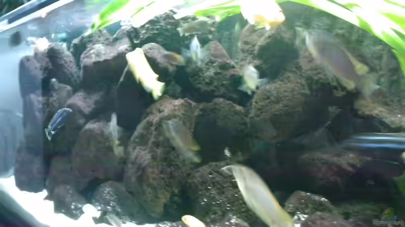 Aquarium Becken 1428 von Sven Bodmann (4)