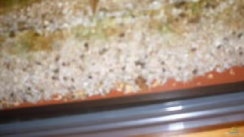 Aquarium Becken 14293 von der anfänger (10)