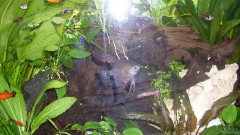 Aquarium Becken 14293 von der anfänger (12)