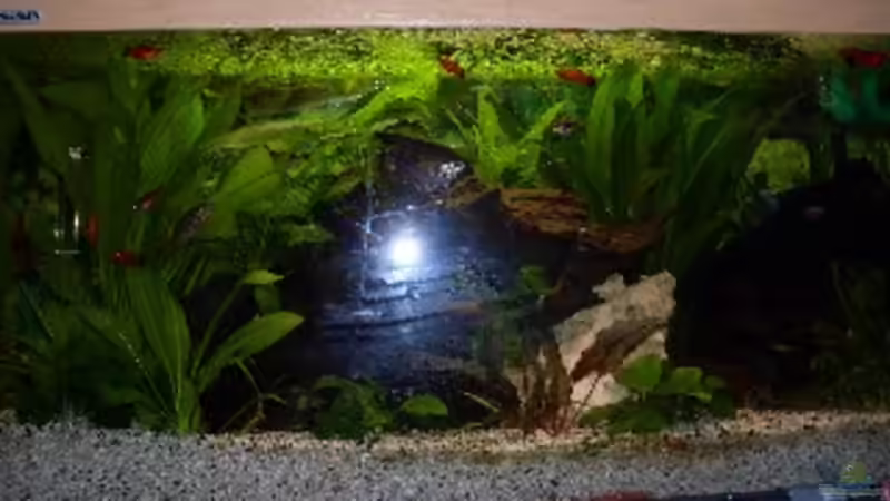 Aquarium Becken 14293 von der anfänger (3)