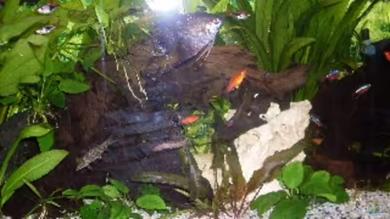 Aquarium Becken 14293 von der anfänger (4)