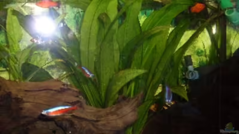 Aquarium Becken 14293 von der anfänger (6)