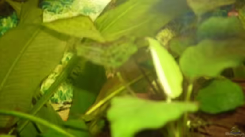 Aquarium Becken 14293 von der anfänger (7)