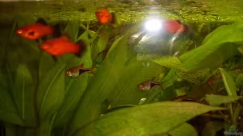 Aquarium Becken 14293 von der anfänger (9)