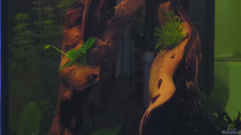 Aquarium Becken 14321 von Stephan Sigg (2)