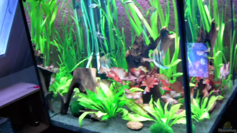 Aquarium Becken 14329 von Steffen Schmidt (2)