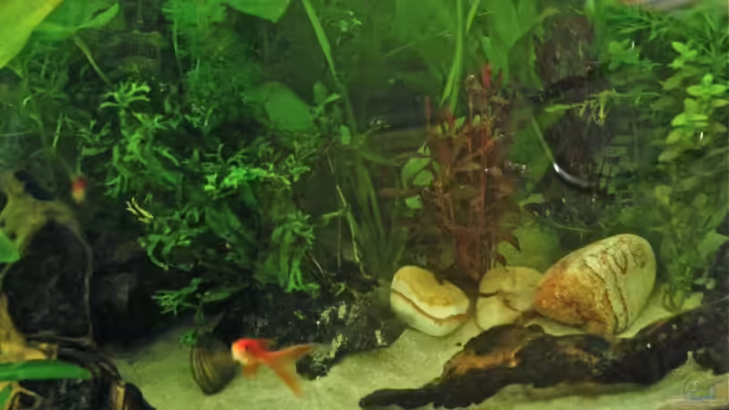 Aquarium Becken 14357 von Nicole76 (2)