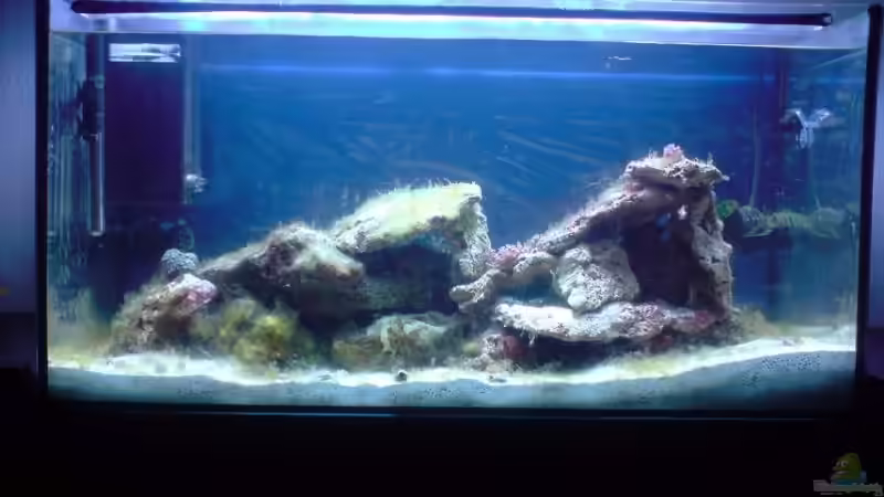 Aquarium Becken 14360 von tigger69 (11)