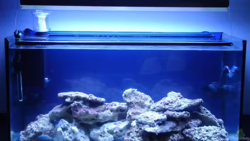 Aquarium Becken 14360 von tigger69 (6)