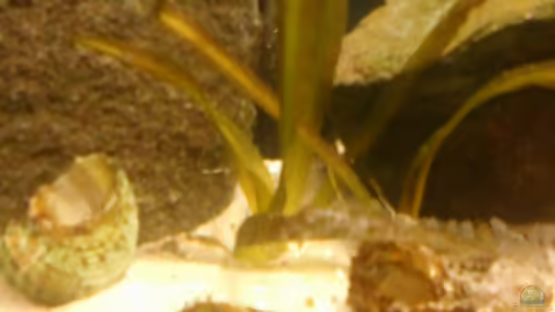 Aquarium Becken 14375 von FABI (10)