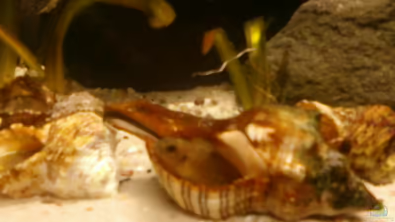 Aquarium Becken 14375 von FABI (11)