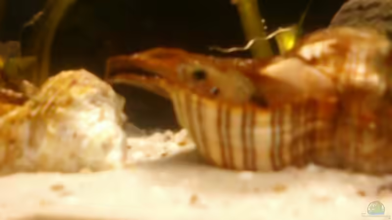 Aquarium Becken 14375 von FABI (12)