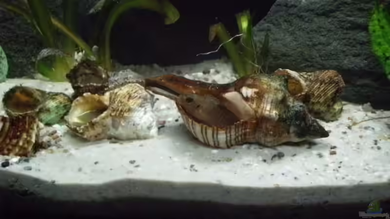 Aquarium Becken 14375 von FABI (13)