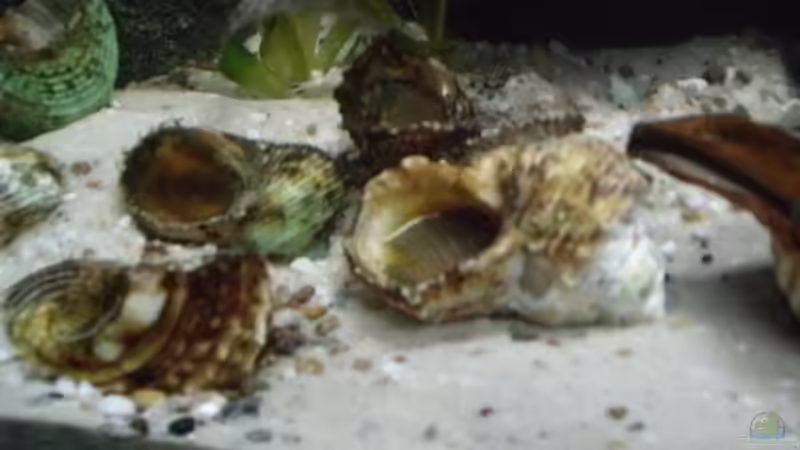 Aquarium Becken 14375 von FABI (14)