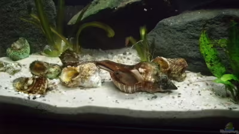 Aquarium Becken 14375 von FABI (15)