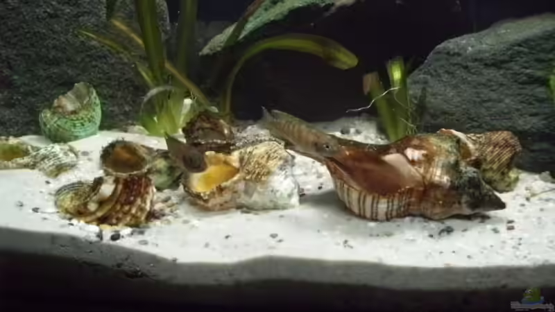 Aquarium Becken 14375 von FABI (16)