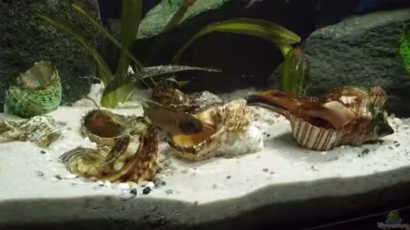 Aquarium Becken 14375 von FABI (17)