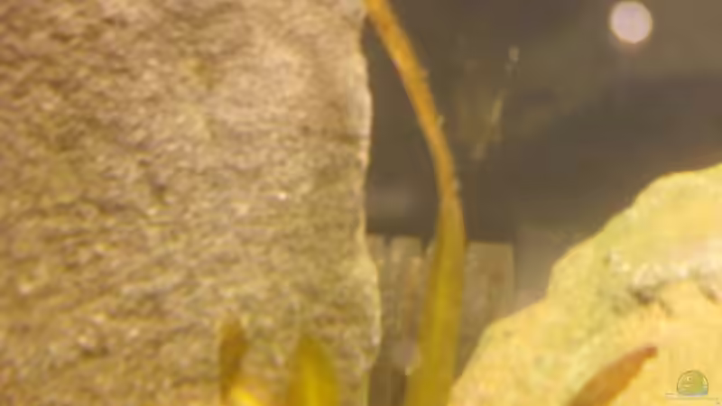 Aquarium Becken 14375 von FABI (9)