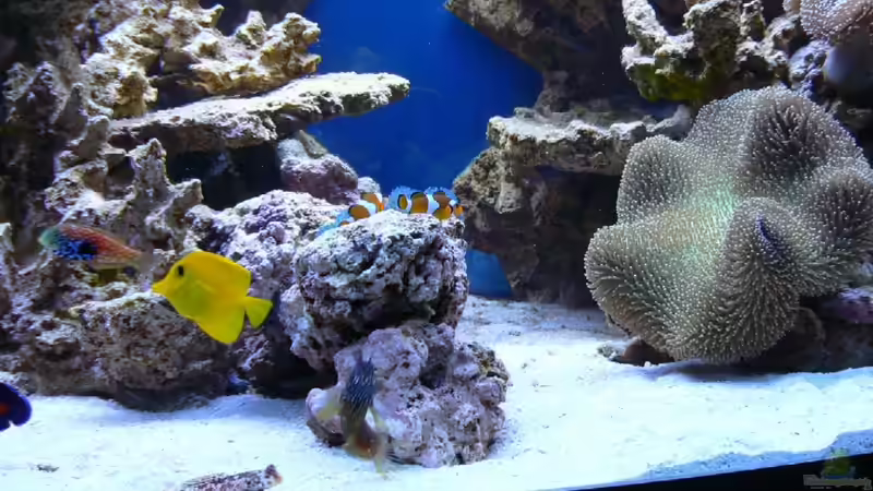 Aquarium Becken 14382 von Klaus M. (2)