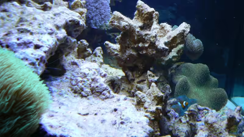 Aquarium Becken 14382 von Klaus M. (3)