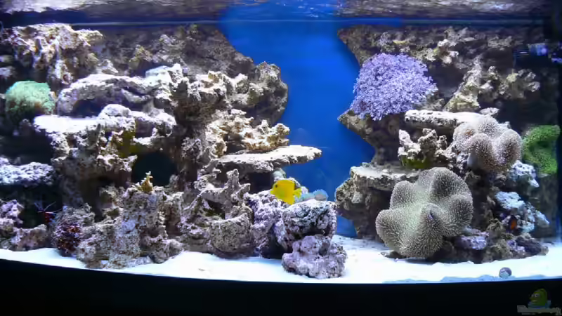 Aquarium Becken 14382 von Klaus M. (5)