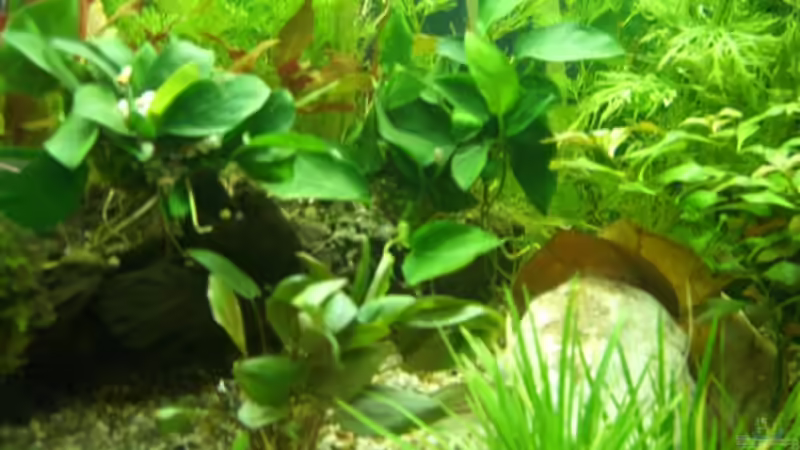 Aquarium Becken 14481 von Barabas (2)