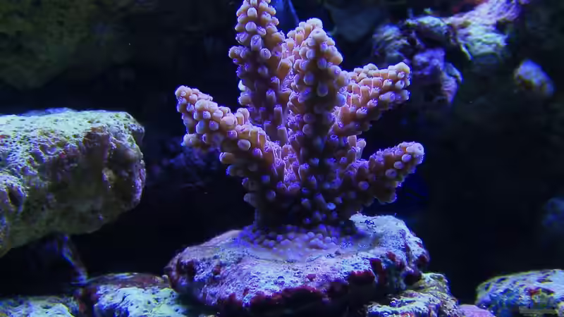 Aquarium Becken 14482 von Jürgen Krohmer (11)