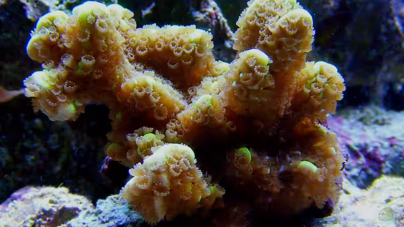 Aquarium Becken 14482 von Jürgen Krohmer (15)