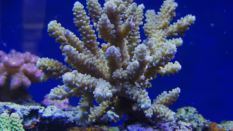 Aquarium Becken 14482 von Jürgen Krohmer (9)