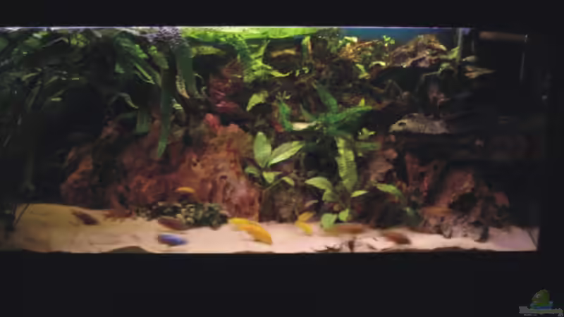 Aquarium Becken 1465 von Timo Köhler (2)