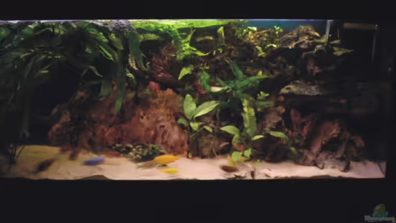 Aquarium Becken 1465 von Timo Köhler (4)