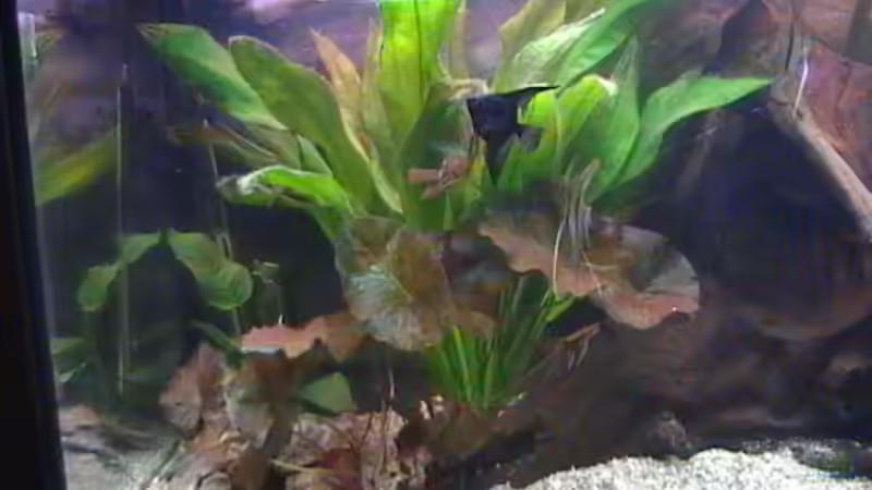 Aquarium Becken 14677 von Stanley Weinhold (2)