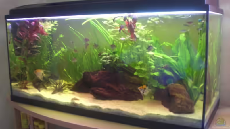 Aquarium Becken 14680 von sambista (2)