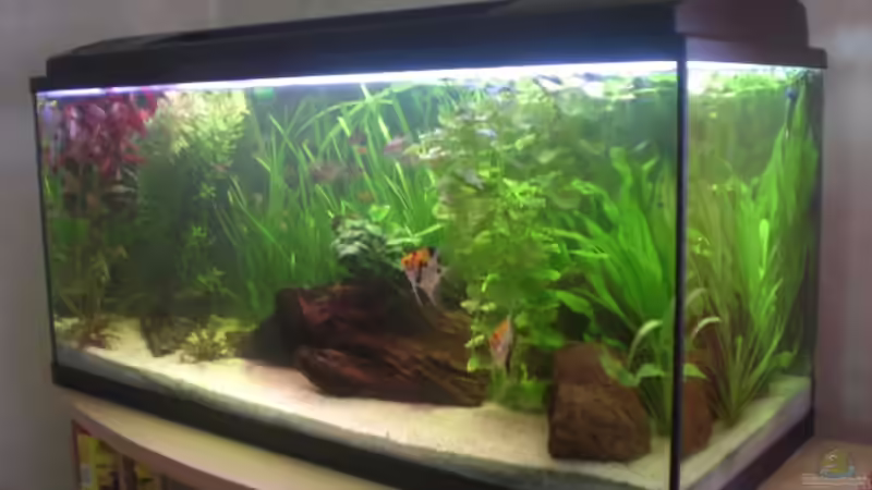 Aquarium Becken 14680 von sambista (3)