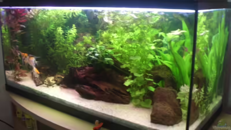 Aquarium Becken 14680 von sambista (4)