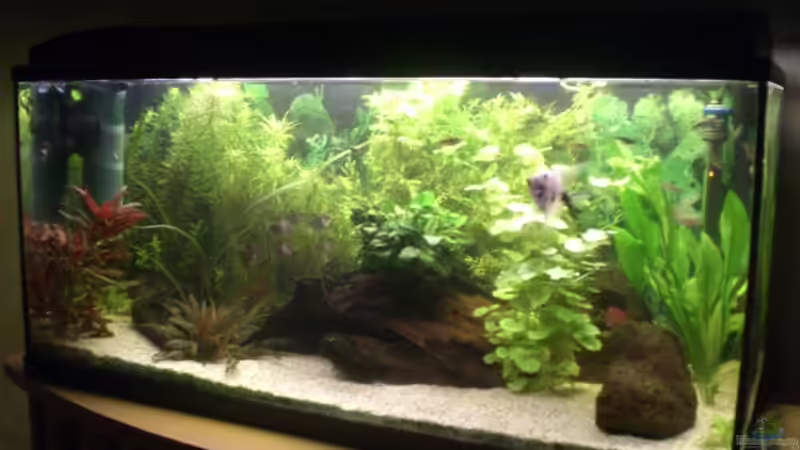 Aquarium Becken 14680 von sambista (5)