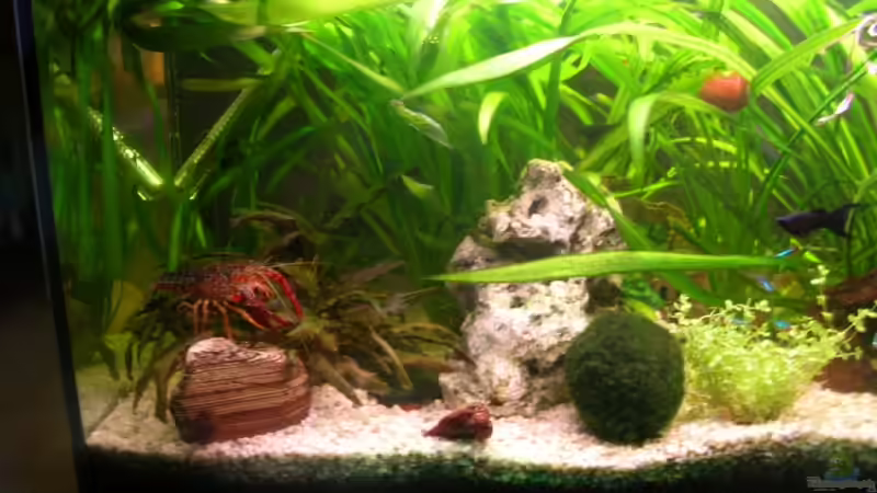 Aquarium Becken 14682 von Lousiana (2)